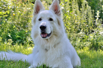 Obraz premium Closeup Of A Lying In The Meadow White Shepherd Dog