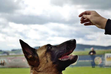 German Shepherd Looks At Owner S Hand