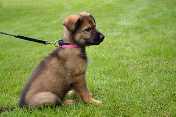 Small Sheepdogs Puppy Sitting On Leash In The Meadow