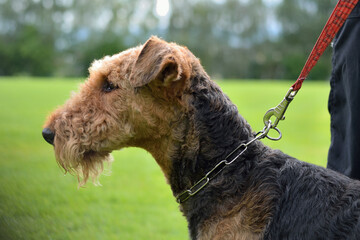 Airdale Terrier On Leash Next To Owner