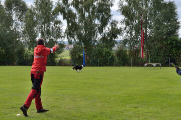 Obraz premium Dog Owners Make With Border Collie Rescue Dog Test