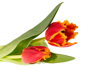 Two flowers of red jagged tulip isolated on white background, close up