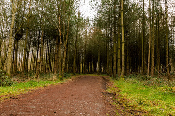 Obraz premium walk around national forest in england, city moira ,hicks lodge
