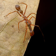 ant on the ground