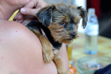 Small Dog On The Shoulder Of The Owner