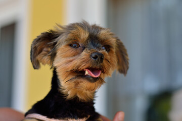 Sweet Little Dog