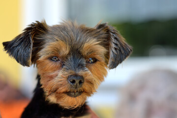 Dog Head - Yorkshire Terrier