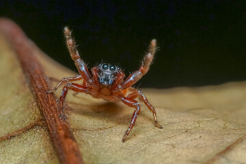 spider on the wall