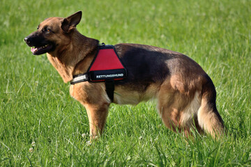German Shepherd As A Rescue Dog Before Its Use