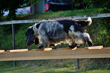 Black And White English Cocker Spaniel Balancing On Ladder
