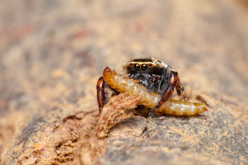 crab on the sand