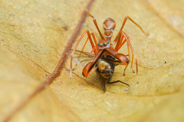 a spider on a leaf