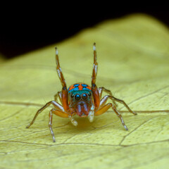 spider on leaf