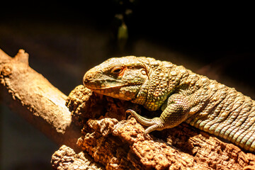 Caiman lizard basking in warm light
