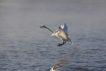 White swan landing on the lake in winter time.