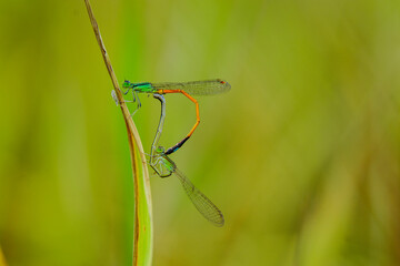 dragonfly on a green leaf