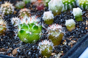 Close-up on a group of various cactus plants grown from seeds at the age of 4 months - 415468333