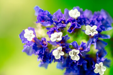 Macro shot of a purple marsh-rosemaries Limoneum, bud flower statice