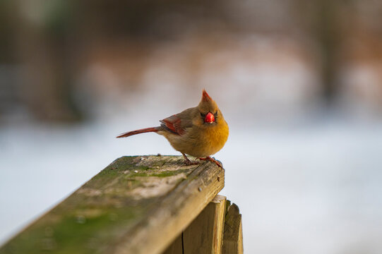 Robin Looking At You