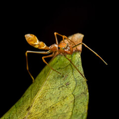 spider on a leaf