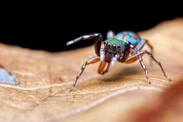 spider on the ground