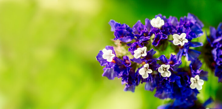 Banner Macro shot of a purple marsh-rosemaries Limoneum, bud flower statice