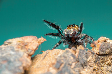 dragonfly on a tree