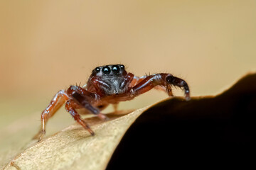 spider on the ground