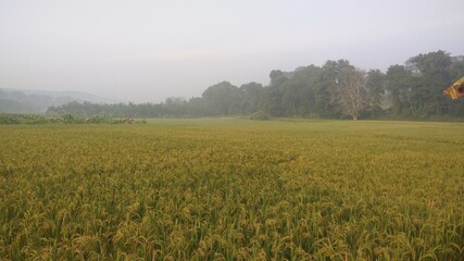 Fototapeta premium common rice (Oryza sativa), rice fields with palms, Asian Rice Plants ready for harvesting