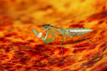 grasshopper on a leaf