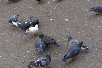 Pigeons at street