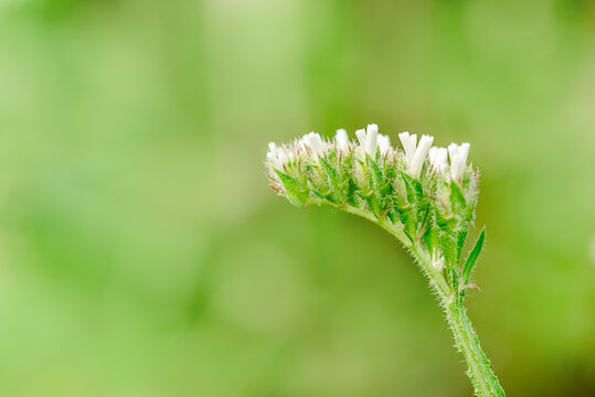 Macro shot of a purple marsh-rosemaries Limoneum, bud flower statice