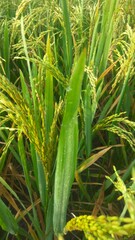 common rice (Oryza sativa), rice fields with palms, Asian Rice Plants ready for harvesting