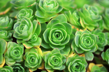 Close up of succulent succulent plants