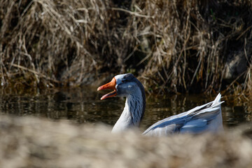 Fototapeta premium beautiful wild white wild geese in the creek