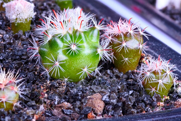 Close-up on a group of Mammillaria longiflora cactus plants grown from seeds at the age of 4 months
