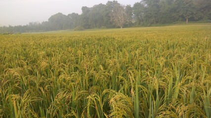 common rice (Oryza sativa), rice fields with palms, Asian Rice Plants ready for harvesting