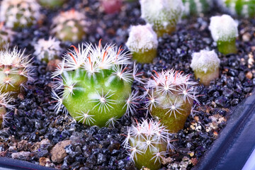 Close-up on a group of various cactus plants grown from seeds at the age of 4 months - 415470372