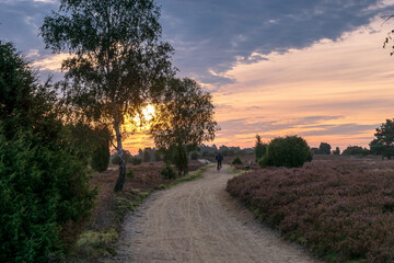 Obraz premium Lüneburger Heide
