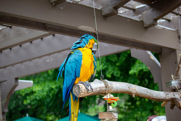 blue and yellow macaw © Gene