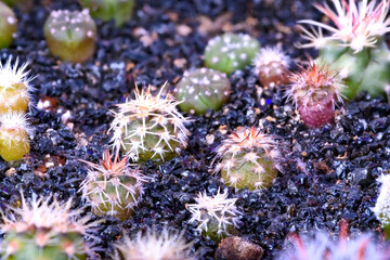 Close-up on a group of various cactus plants grown from seeds at the age of 4 months - 415470576