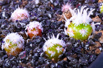 Close-up on a group of Mammillaria duwei cactus plants at the age of 4 months - 415470706