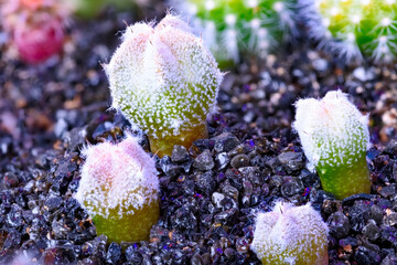 Close-up on a group of Astrophytum myriostigma cactus plants grown from seeds at the age of 4 months - 415470742