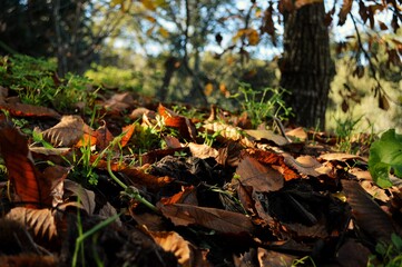 Folhas de castanheiro (Castanea sativa)