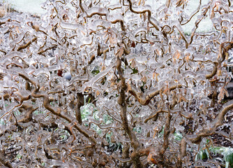 low growing landscape plant covered with ice after a freezing rain ice storm, focus is soft when looking through ice