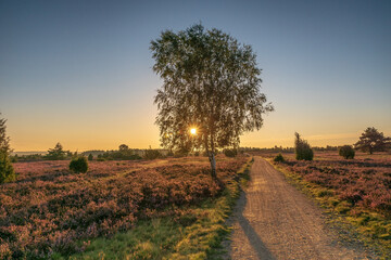 L&uuml;neburger Heide