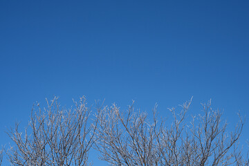 Snow-lined branches of bare treetops background