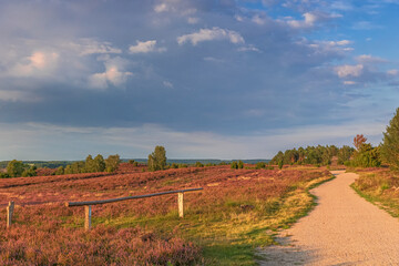 Fototapeta premium Lüneburger Heide
