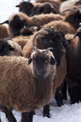 Flock of sheep on the snow background