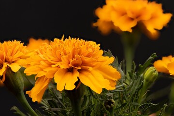 macro photography of natural flowers with great details captured with the macro lens